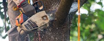 Trusted Point Marion, PA Tree Care Experts