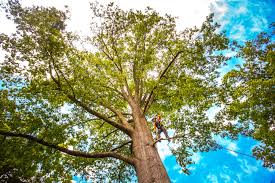  Point Marion, PA Tree Care Pros