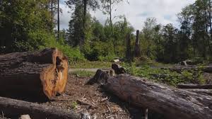 Best Tree Mulching  in Point Marion, PA