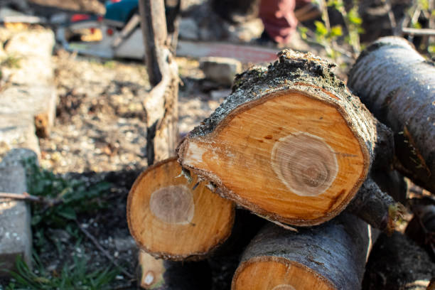 Best Tree Trimming and Pruning  in Point Marion, PA