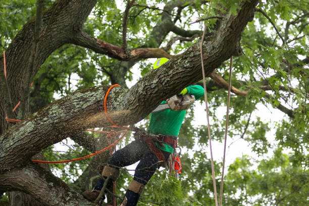 How Our Tree Care Process Works  in  Point Marion, PA